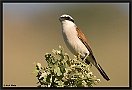 Grauwe Klauwier, Red-backed Shrike, Lanius collurio Location: Sigri, Greece (Lesbos) grauwe klauwier MG 2798 kopie